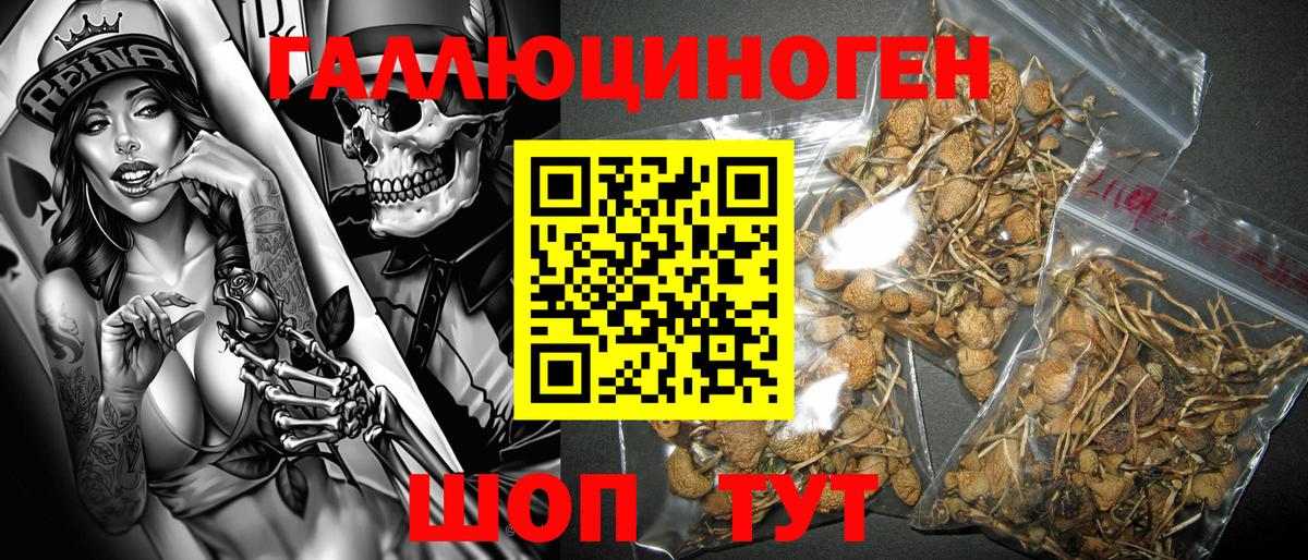 где купить наркотик  Псилоцибиновые грибы Psilocybe  Вход с VPN  Владимир 